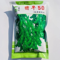 特早50毛豆种子早熟高产菜用甜毛豆种子口感甜糯品质好大青