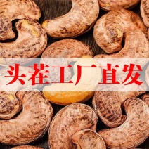 紫皮腰果A320