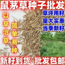 鼠茅草种果园绿肥鼠茅草草种鼠茅草种子鼠毛草种籽鼠毛草籽
