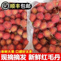 当季新鲜红毛丹现摘水果整箱毛荔枝孕妇水果热带水果整箱批发