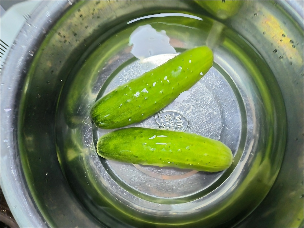 挑选与清洗旱黄瓜