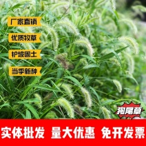 狗尾草种子厂家货源批发价格全国发货价格便宜欢迎下单咨询