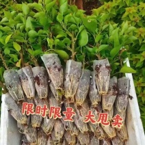 三角梅自己家种植大量上市，各种各样规格都有