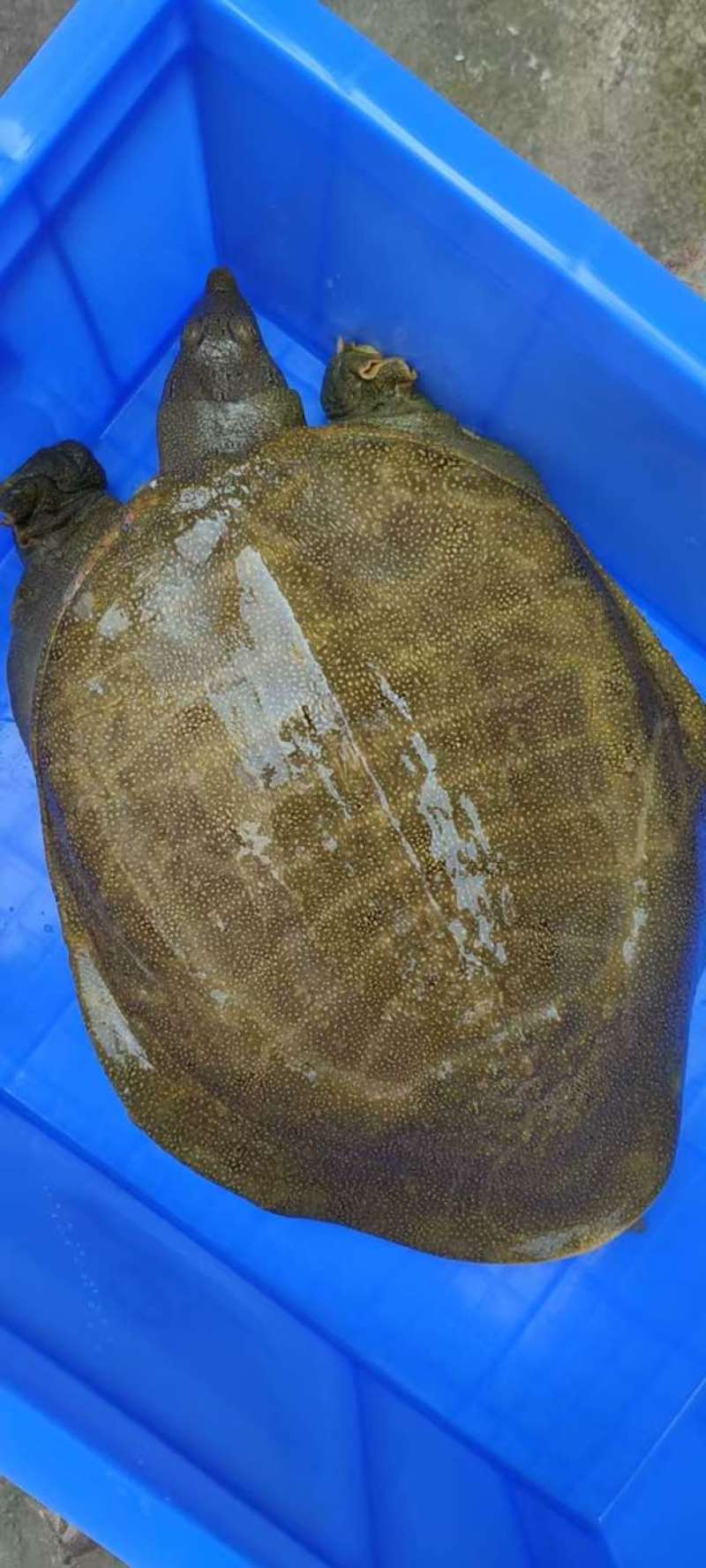 河南信阳固始县鳖 25.00元/斤包邮外塘2到6斤生态