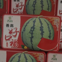 善高好口福大籽地雷瓜瓜大瓜甜肉质紧密甜脆爽口
