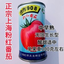 上海合作908粉红番茄种子大果红粉无限生长型酸甜西红柿种