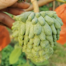 释迦果