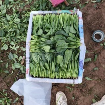 优质菠菜，各种规格，包装，物流齐全，做工精细适应全国市场