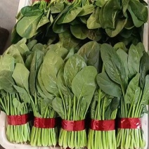 山东精品菠菜，适应全国市场，做工，包装，物流齐全。