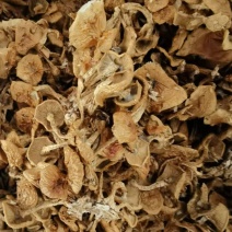 河北滑子菇干货大量供应，视频看货，对接商超市场电商