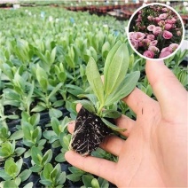 洋桔梗小苗一手货源大量上市各种规格