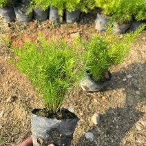 天门冬，地苗，7斤袋，各种规格，大量低价出售