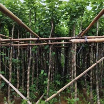 宫粉紫荆3-18分，各种规格，大量低价出售