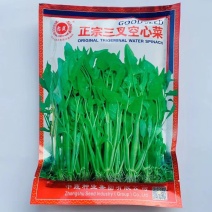 正宗三叉空心菜种子福建通心菜种子蕹菜种籽一籽三叉水培
