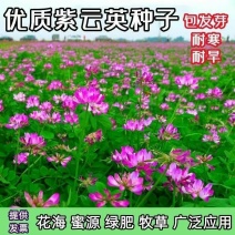 紫云英种子牧草种子红花种籽养家禽蜂蜜源高产果园绿肥