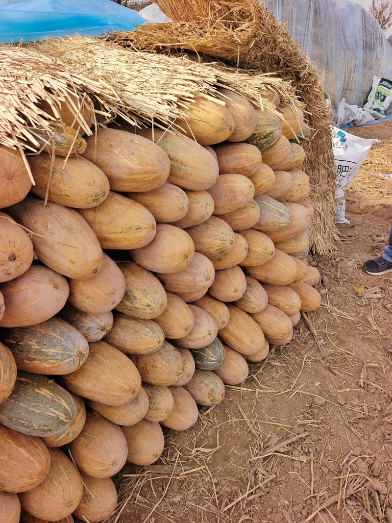 密本南瓜产地直发可视频看货欢迎咨询