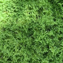 野采大灰藓批发