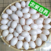 正宗新鲜鸽子草鸽初生农家五谷杂粮土鸽散养儿童孕妇营养辅食