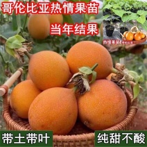 新品种哥伦比亚热情果苗纯甜不酸南方果树苗阳台庭院盆栽地栽