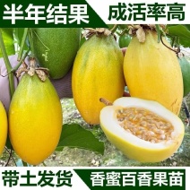 香蜜百香果嫁接苗大果百香果树苗四季开花结果南方种植常绿