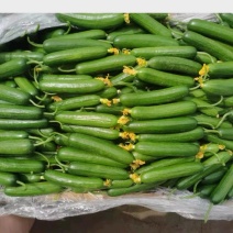 水果黄瓜荷兰瓜迷你黄瓜现采现发新鲜生吃一件代发