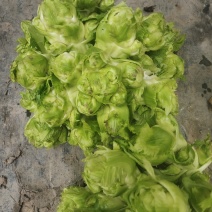 儿菜