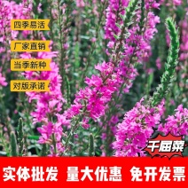 千屈菜种子厂家货源批发价格全国发货价格便宜欢迎下单咨询