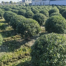 海桐球基地，，色泽鲜艳，植株健壮，各种规格齐全