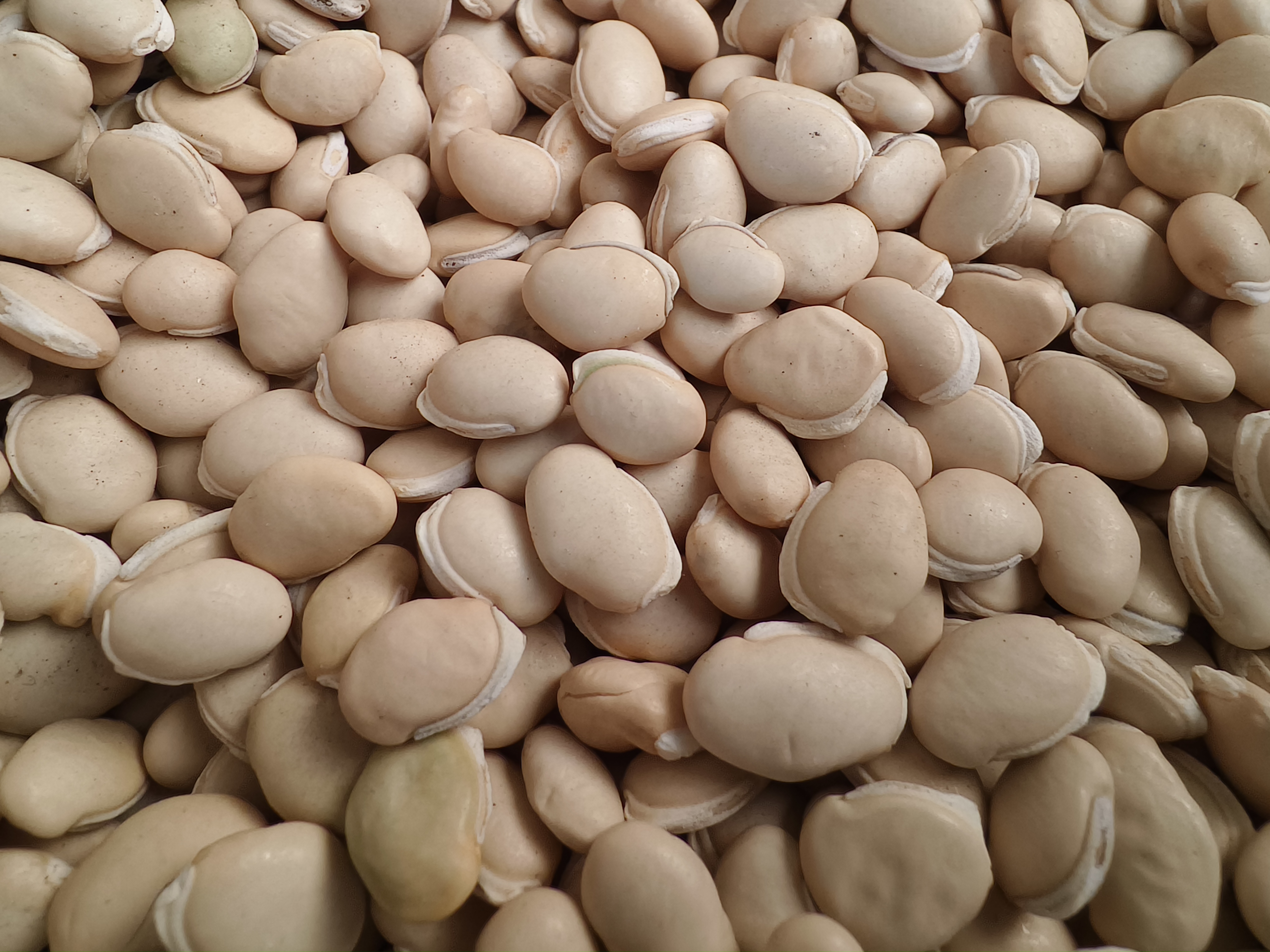 白扁豆与白豆蔻对比图