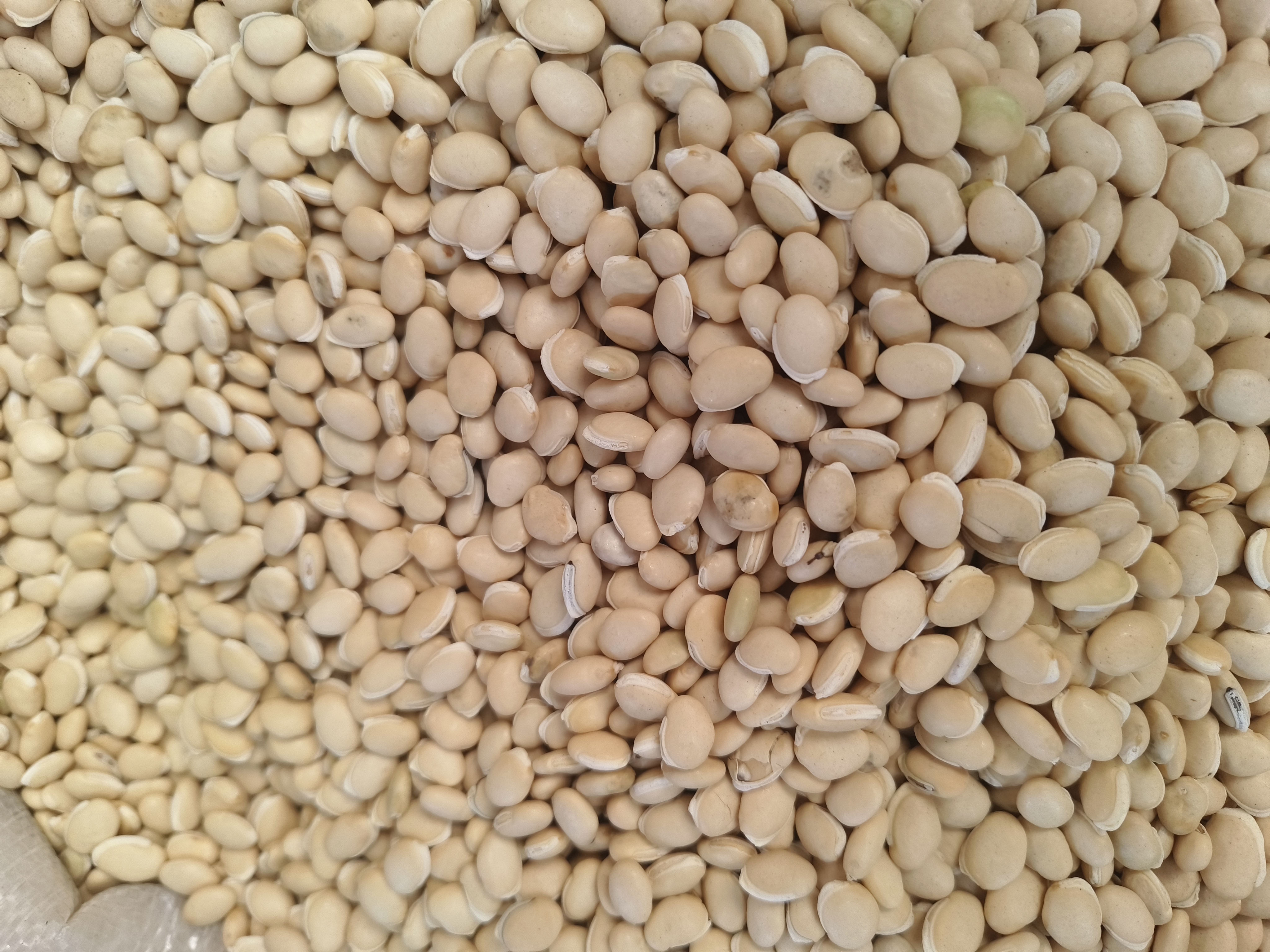 特写展示黑豆表面的白色附着物,帮助读者识别其形态 黑豆表面白色附着物特写