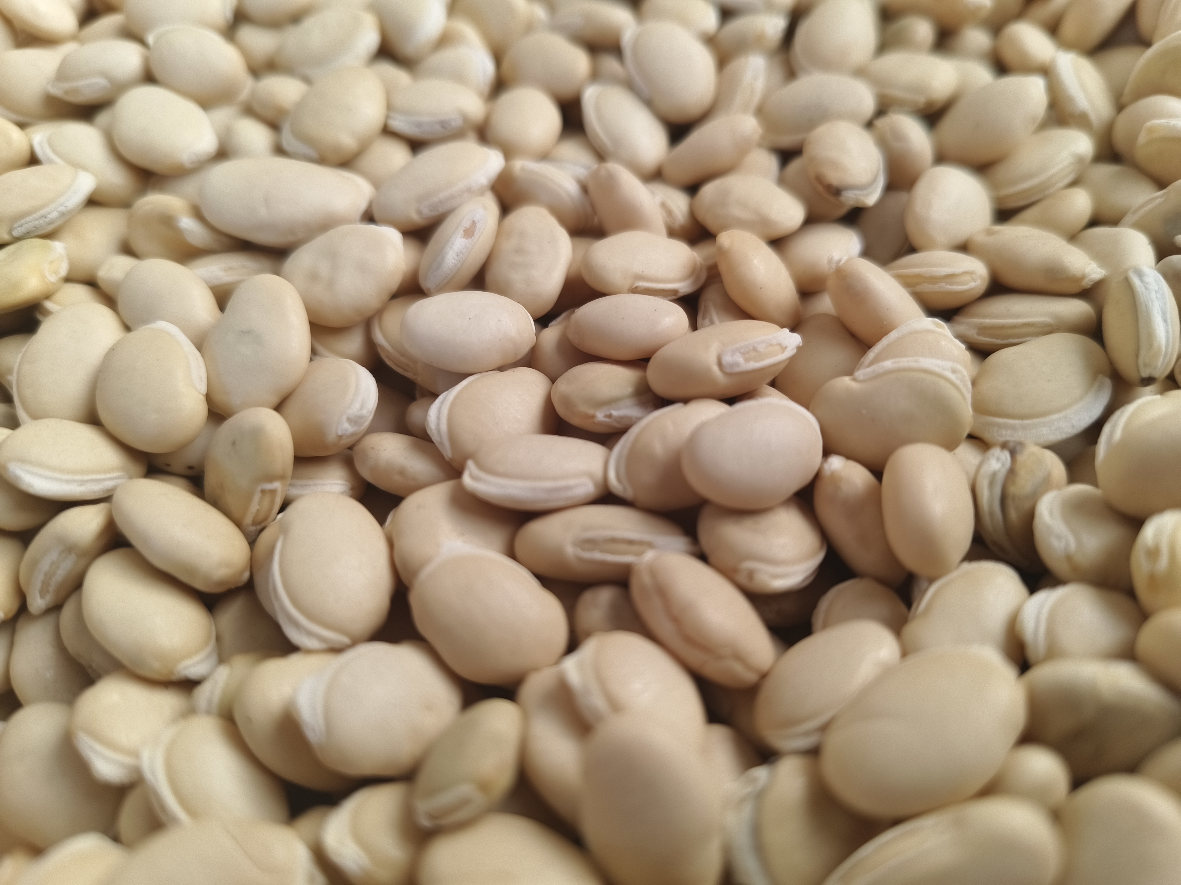 白扁豆和豆包成品对比图