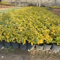 金叶连翘7斤袋，10斤袋，各种规格，大量低价出售