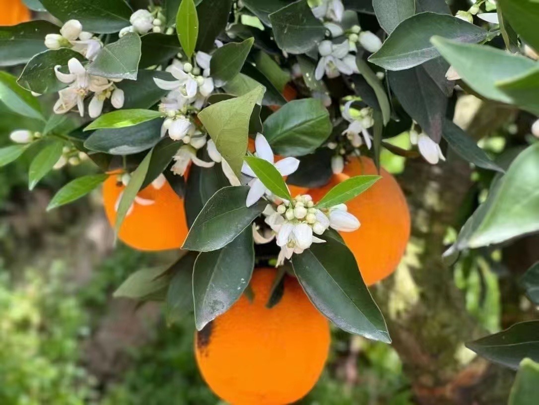 红心脐橙开花初期实景图