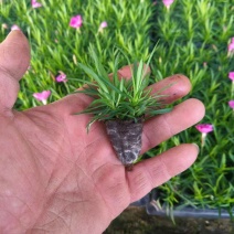 欧石竹穴盘苗，质优价廉，可以栽植工地，盆苗，价格优惠，欢