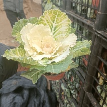 羽衣甘蓝，红，白，粉三色，质优价廉，欢迎咨询