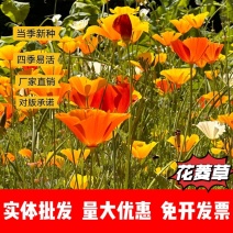 花菱草