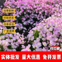 月见草厂家货源批发价格全国发货价格便宜欢迎下单咨询