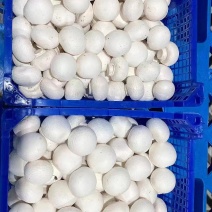 双孢菇厂家***********