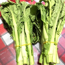 贵州芽白菜苔