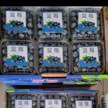[牛]【推荐】山东蓝丰蓝莓量大从优以质论价售后无忧保质保量