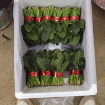 精品菠菜