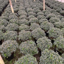 铁红杜鹃花有21-24-30-杯，有需要老板可以联系