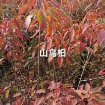 山乌桕