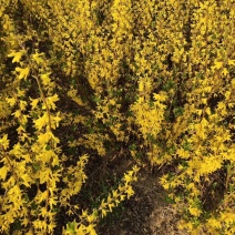 金钟花，金钟连翘用于城市绿化和种植在城市的绿化带中