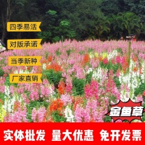 金鱼草厂家货源批发价格全国发货价格便宜欢迎下单咨询
