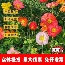 虞美人厂家货源批发价格全国发货价格便宜欢迎下单咨询