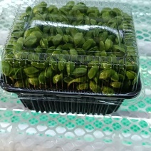 黑豆苗