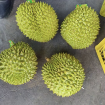 干尧榴莲便宜卖了包开包甜个个圆润饱满欢迎各大批发商来调货