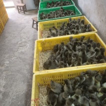 大种黑狮头鹅苗出壳