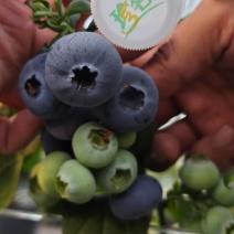 花香蓝莓🫐